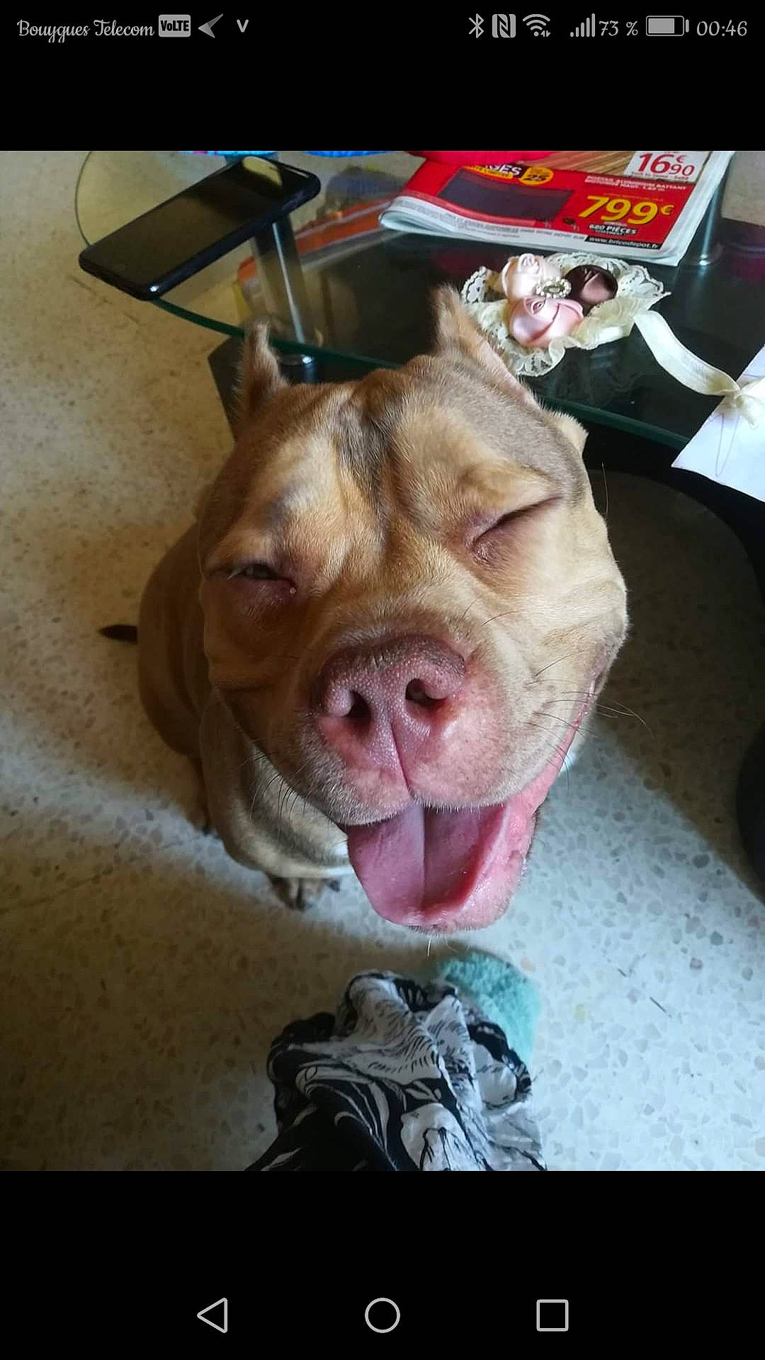 Vilain participe au concours pour gagner de l'argent avec cette photo : american_pit_bull_terrier, american_staffordshire_terrier, canidae, carnivore, dog, dog_breed, ear, fawn, jaw, mammal, mouth, non_sporting_group, nose, pit_bull, snout, sporting_group