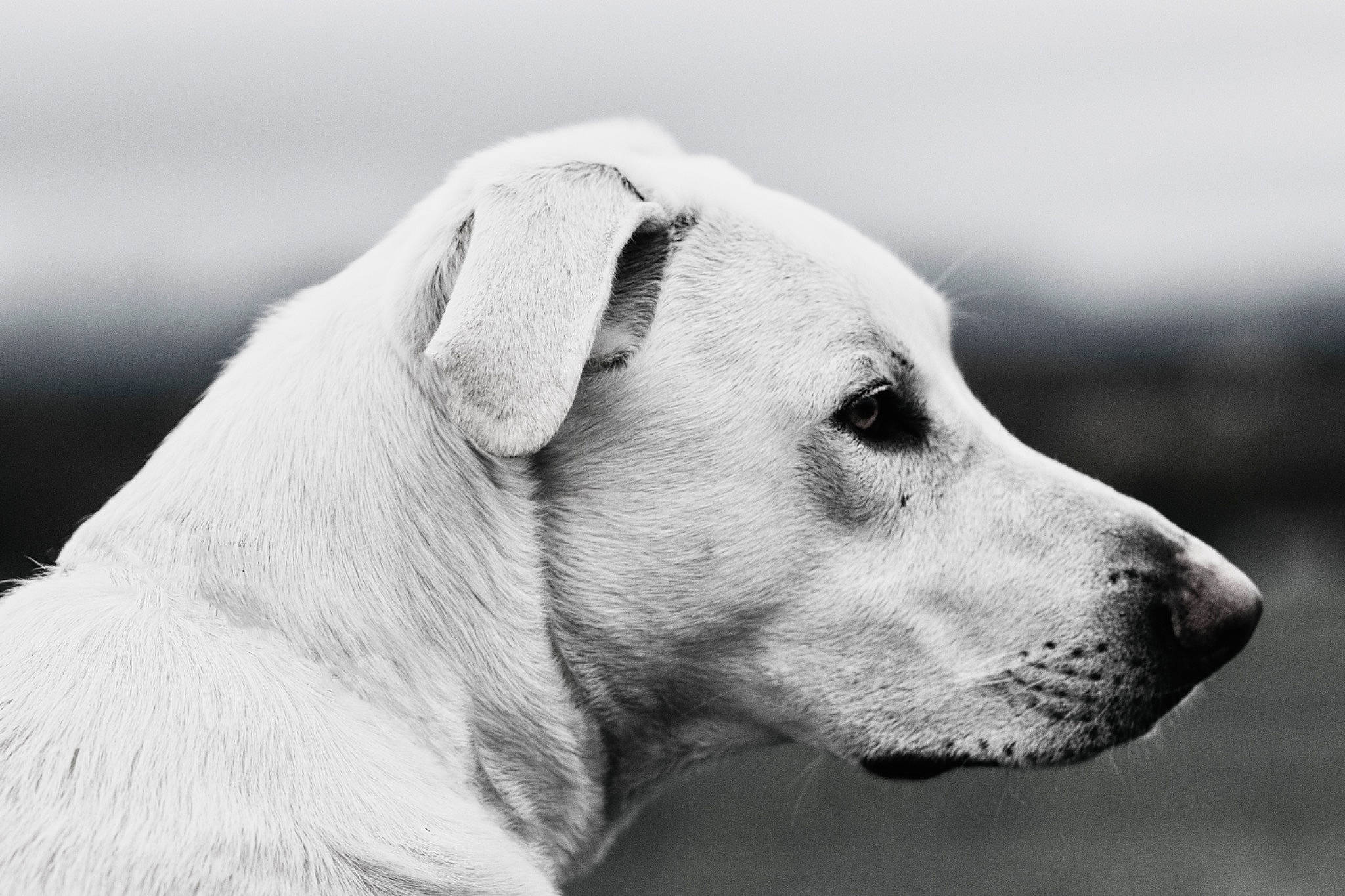 Lobo joined the competition — help win amazing prizes! canidae, carnivore, close_up, collar, companion_dog, dog, dog_breed, eye, fawn, fur, head, monochrome, monochrome_photography, snout, sporting_group, stock_photography, terrestrial_animal, whiskers, wildlife, working_animal