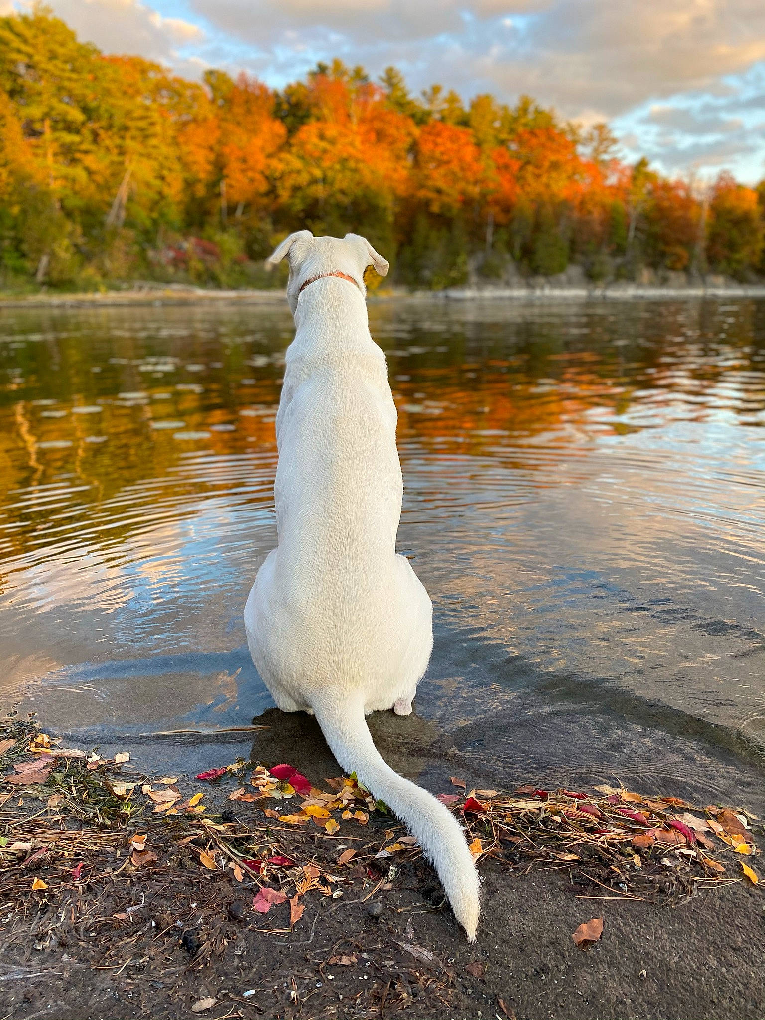 Lobo is registered to the contest to win money with this photo: _geese_and_swans, beak, bird, body_of_water, carnivore, cloud, dog_breed, ducks, lake, leaf, mammal, natural_landscape, orange, people_in_nature, sky, sunlight, tree, vertebrate, water, waterfowl