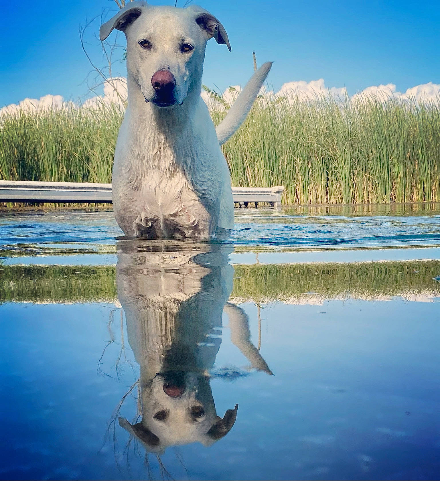 Lobo is registered to the contest to win money with this photo: carnivore, cloud, companion_dog, dog, dog_breed, fawn, grass, happy, lake, landscape, liquid, morning, natural_landscape, plant, sky, vertebrate, water, water_resources, white, working_animal