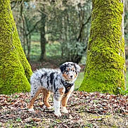 Stella participe au concours pour gagner de l'argent avec cette photo : dog, puppy, australian_shepherd, forest, trees, moss, leaves, outdoor, nature, animal, pet, fur, standing, curious, young, canine, woodland, green, brown, black_and_white