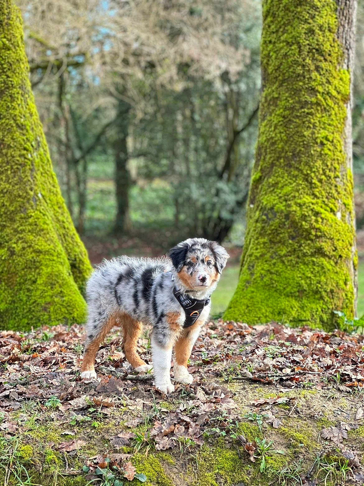 Stella participe au concours pour gagner de l'argent avec cette photo : dog, puppy, australian_shepherd, forest, trees, moss, leaves, outdoor, nature, animal, pet, fur, standing, curious, young, canine, woodland, green, brown, black_and_white