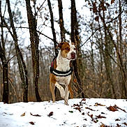 Volt a rejoint le concours — aidez-le/la à gagner de superbes lots ! dog, canine, brown_and_white, outdoors, forest, woodland, snow, winter, autumn_leaves, trees, nature, animal, pet, harness, standing, portrait, alert, adventure, snowy_ground, vertical_photo