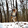 dog, canine, brown_and_white, outdoors, forest, woodland, snow, winter, autumn_leaves, trees, nature, animal, pet, harness, standing, portrait, alert, adventure, snowy_ground, vertical_photo