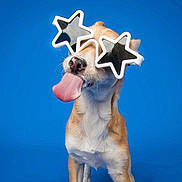 Lucy joined the competition — help win amazing prizes! accessory, animal, blue_background, canine, cute, dog, expression, fashion, funny, fur, mammal, nose, pet, playful, portrait, star_shaped_glasses, studio, sunglasses, tongue, whiskers