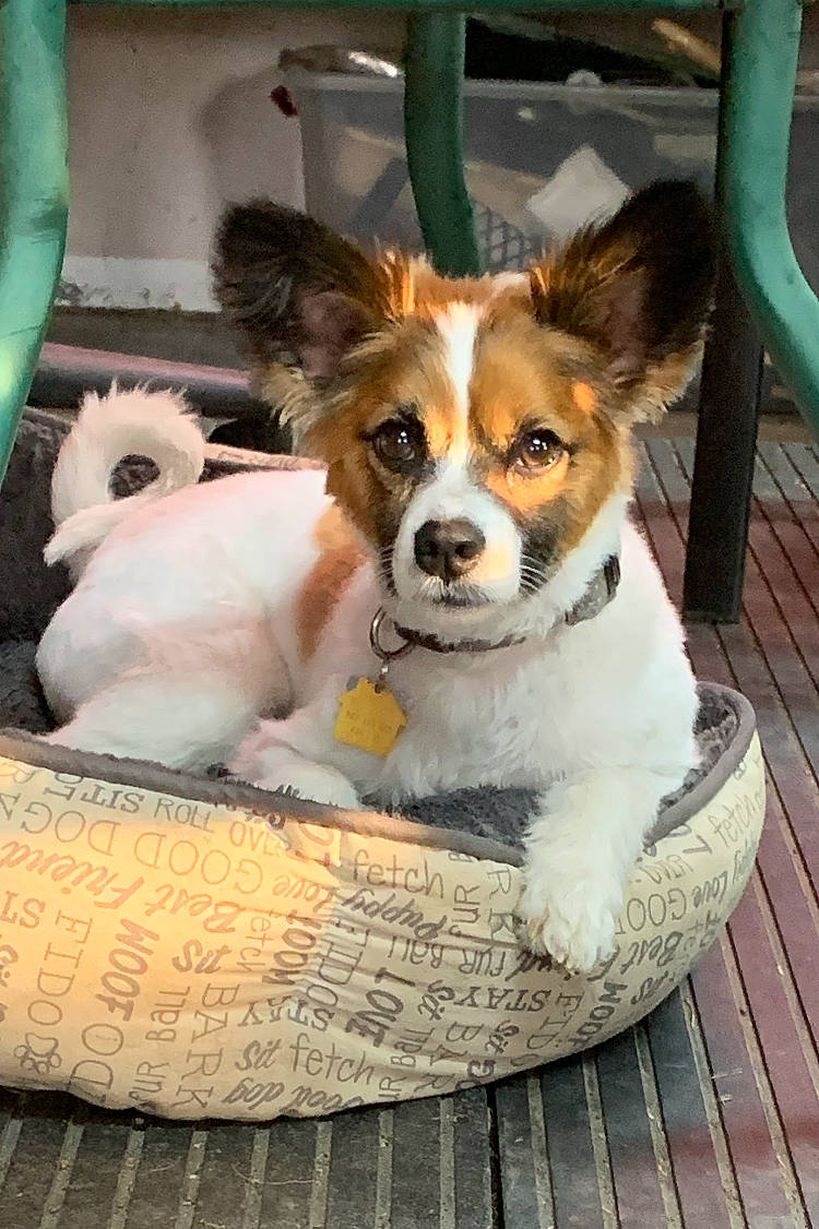 Wesley is registered to the contest to win money with this photo: ancient_dog_breeds, basket, canidae, carnivore, chair, companion_dog, dog, dog_breed, dog_supply, fur, plant, puppy, sporting_group, terrestrial_animal, terrier, toy_dog, whiskers, wood, working_animal, working_dog