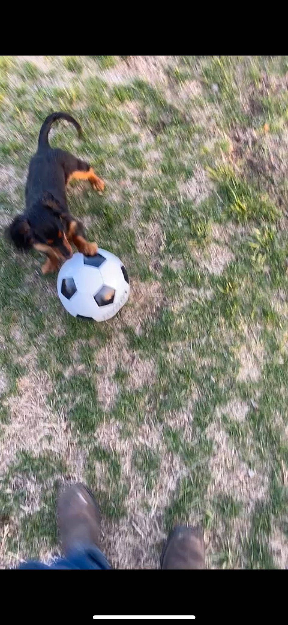 Diesel joined the competition — help win amazing prizes! ball, ball_game, carnivore, competition_event, flooring, football, football_equipment, grass, leisure, plant, player, soccer, soccer_ball, sports, sports_equipment, sports_gear, sports_toy, team_sport, toy, wood