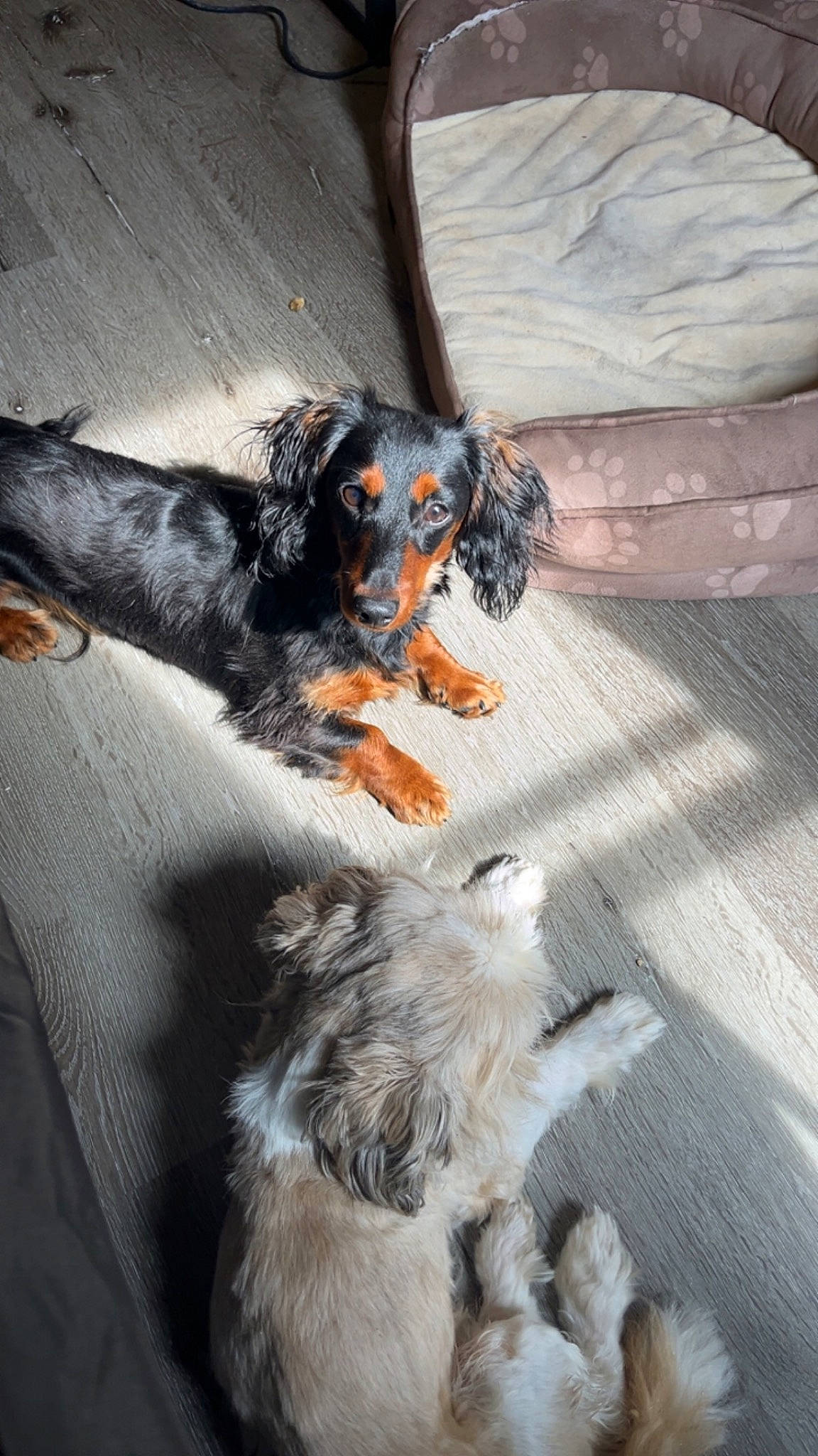 Diesel joined the competition — help win amazing prizes! canidae, carnivore, companion_dog, dog, dog_breed, fur, paw, snout, sporting_group, tail, toy_dog, working_animal, working_dog