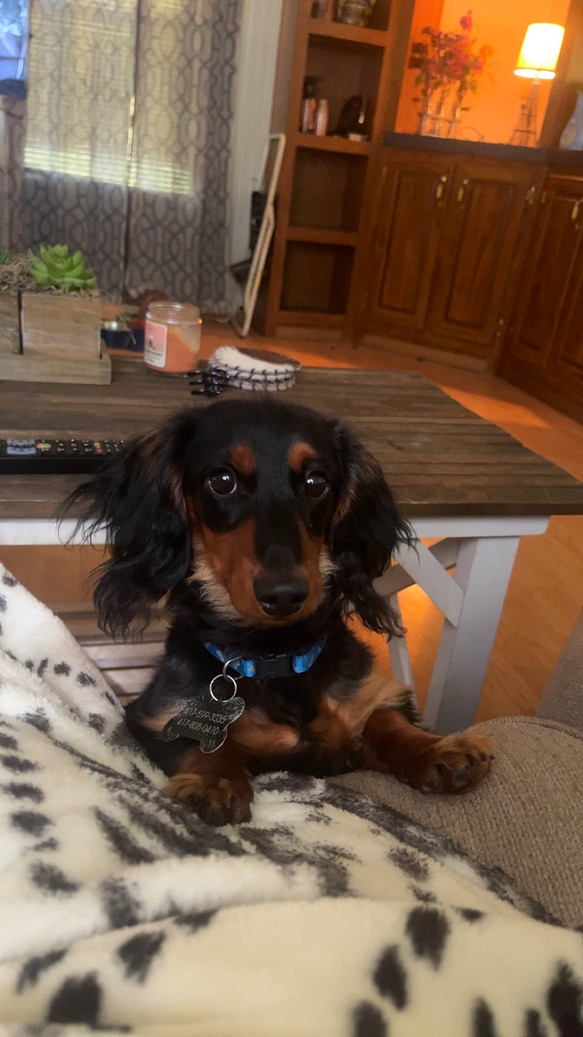 Diesel is registered to the contest to win money with this photo: cabinetry, canidae, carnivore, chair, collar, companion_dog, dog, dog_breed, flooring, hardwood, houseplant, liver, plant, snout, spaniel, sporting_group, table, whiskers, wood, working_animal