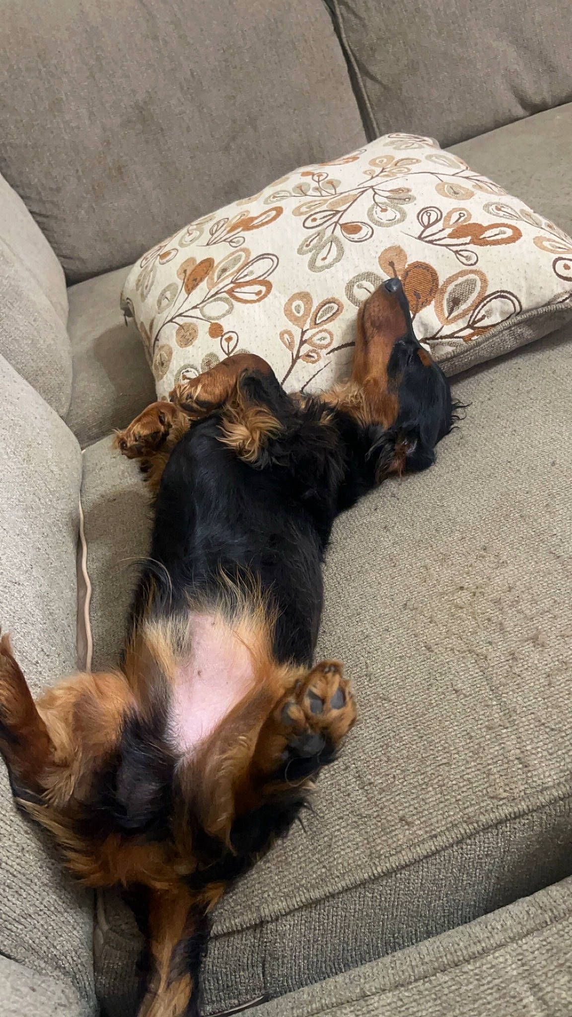 Diesel joined the competition — help win amazing prizes! brown, carnivore, comfort, companion_dog, couch, dog, dog_breed, fawn, felidae, flooring, fur, liver, paw, small_to_medium_sized_cats, snout, sporting_group, tail, terrier, toy_dog, working_animal