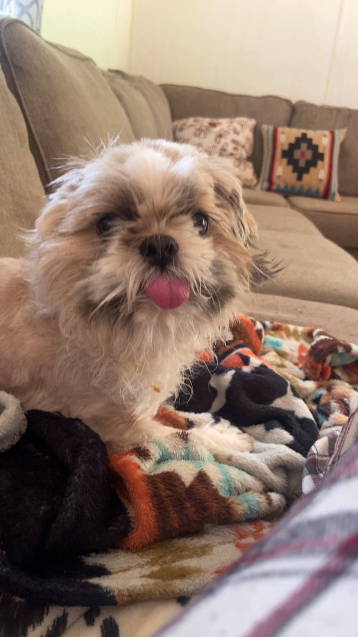 Gus is registered to the contest to win money with this photo: canidae, carnivore, comfort, companion_dog, dog, dog_breed, dog_supply, fawn, fur, linens, liver, pet_supply, shih_poo, shih_tzu, small_terrier, snout, sporting_group, terrier, toy_dog, working_animal