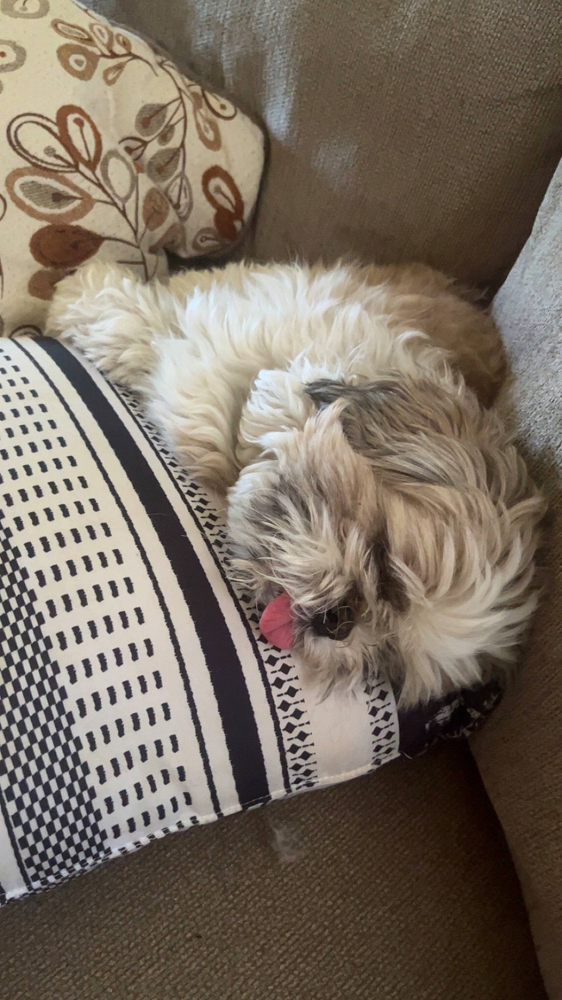 Gus is registered to the contest to win money with this photo: canidae, carnivore, comfort, companion_dog, dog, dog_breed, dog_supply, fawn, flooring, fur, grey, linens, liver, pattern, pet_supply, snout, sporting_group, terrier, toy_dog, working_animal