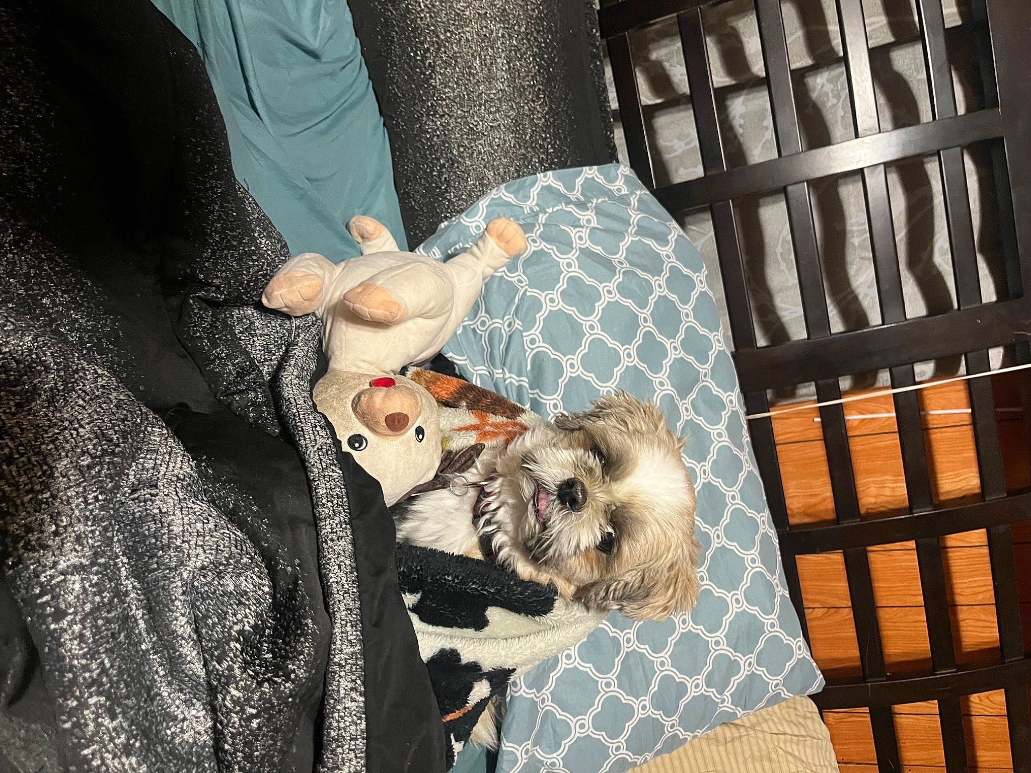 Gus joined the competition — help win amazing prizes! canidae, carnivore, comfort, companion_dog, couch, dog, dog_breed, dog_clothes, dog_supply, fawn, fur, pattern, plaid, room, sitting, small_terrier, sporting_group, textile, toy, toy_dog