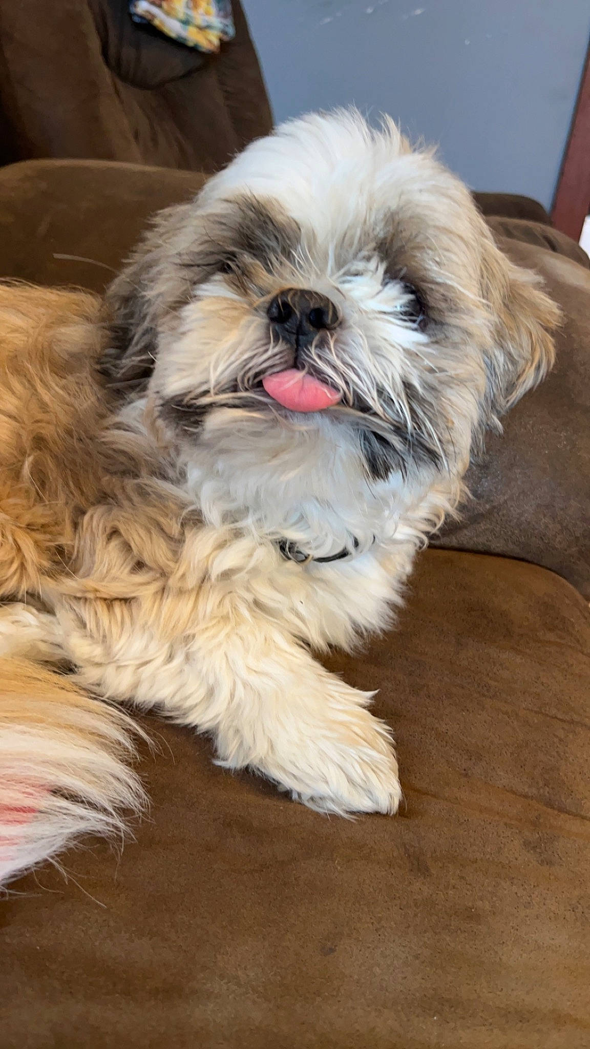Gus is registered to the contest to win money with this photo: canidae, carnivore, comfort, companion_dog, dog, dog_breed, fawn, fur, liver, mal_shi, maltepoo, shih_poo, shih_tzu, small_terrier, snout, sporting_group, terrestrial_animal, terrier, toy_dog, working_animal