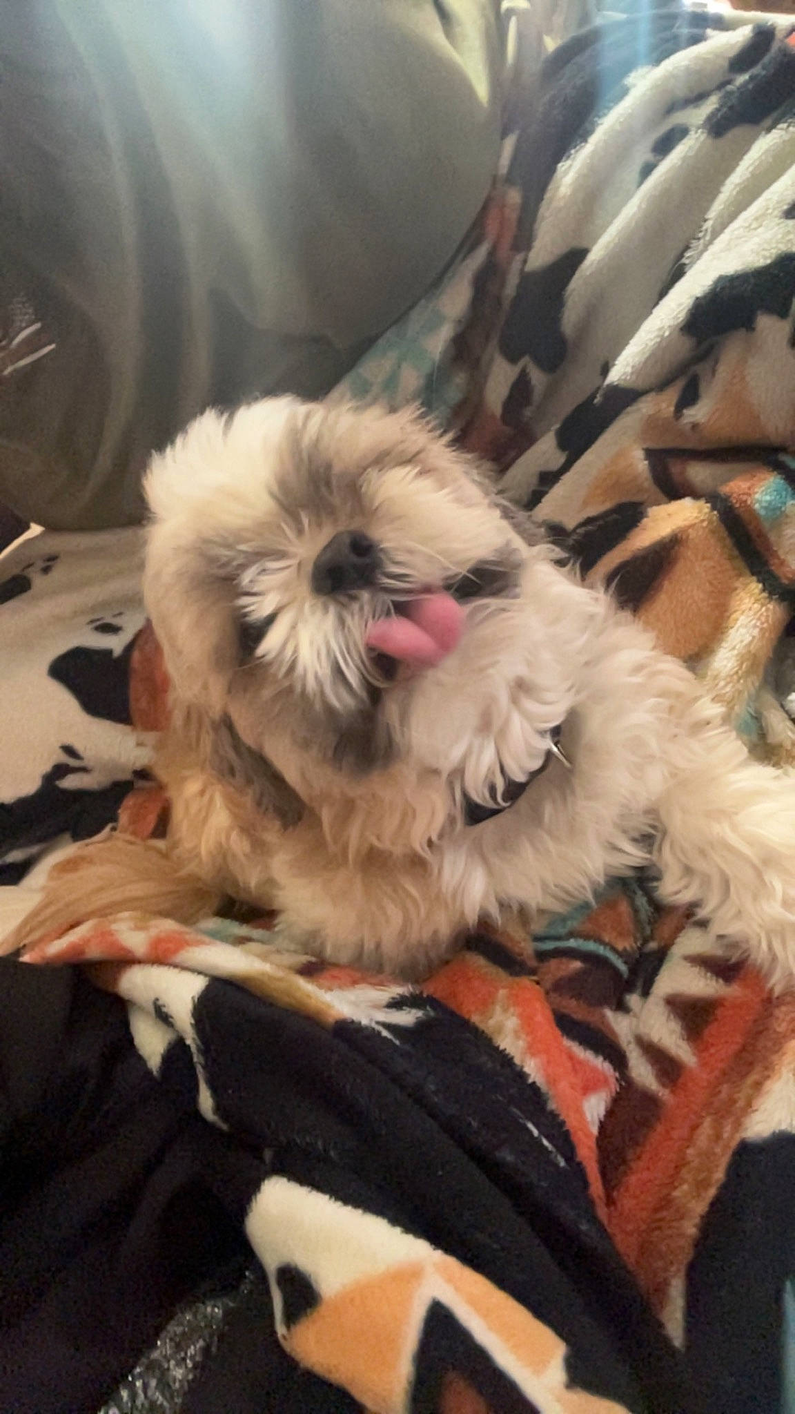 Gus joined the competition — help win amazing prizes! canidae, carnivore, comfort, companion_dog, dog, dog_breed, dog_supply, fawn, felidae, fur, liver, mal_shi, pet_supply, shih_poo, shih_tzu, terrestrial_animal, terrier, toy_dog, whiskers, working_animal