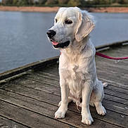 Basile a rejoint le concours — aidez-le/la à gagner de superbes lots ! dog, golden_retriever, pet, sitting, outdoor, lakeside, pier, wooden_dock, water, lake, cloudy_sky, trees, landscape, leash, pink_leash, fluffy, white_fur, open_mouth, happy, portrait