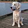 dog, golden_retriever, pet, sitting, outdoor, lakeside, pier, wooden_dock, water, lake, cloudy_sky, trees, landscape, leash, pink_leash, fluffy, white_fur, open_mouth, happy, portrait