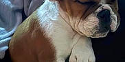 Maverick joined the competition — help win amazing prizes! bulldog, puppy, sleeping, dog, blanket, paw, fur, resting, cozy, indoor, closeup, cute, pet, animal, relaxation, napping, soft, brown, white, comfort