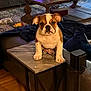 bulldog, puppy, dog, living_room, side_table, couch, coffee_table, flowers, candle, rug, wood_floor, decor, furniture, pet, indoor, tabletop, cozy, animal, home, cute