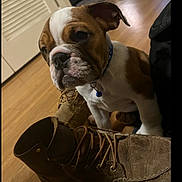 Maverick joined the competition — help win amazing prizes! bulldog, puppy, dog, brown, white, boots, floor, wooden_floor, collar, indoor, pet, young_dog, closeup, animal, cute, sitting, domestic_animal, companion, leather_boots, paw
