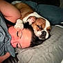 Maverick is registered to the contest to win money with this photo: dog, person, sleeping, bed, pillow, blanket, resting, cute, cozy, paw, head, animal, indoor, relaxing, companion, pet, brown, white, face, closeup