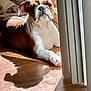 Maverick joined the competition — help win amazing prizes! bulldog, puppy, dog, sunlight, shadow, window, floor, blanket, indoor, pet, curious, relaxed, brown, white, ears, nose, paw, furniture, cozy, daylight