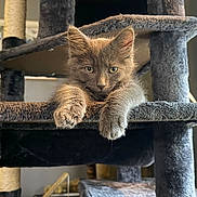 Stormy joined the competition — help win amazing prizes! kitten, cat, feline, gray_fur, cat_tree, paws, indoor, pet, animal, cute, furry, relaxed, resting, close_up, portrait, furniture, looking, young, soft, cozy