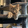 kitten, cat, feline, gray_fur, cat_tree, paws, indoor, pet, animal, cute, furry, relaxed, resting, close_up, portrait, furniture, looking, young, soft, cozy