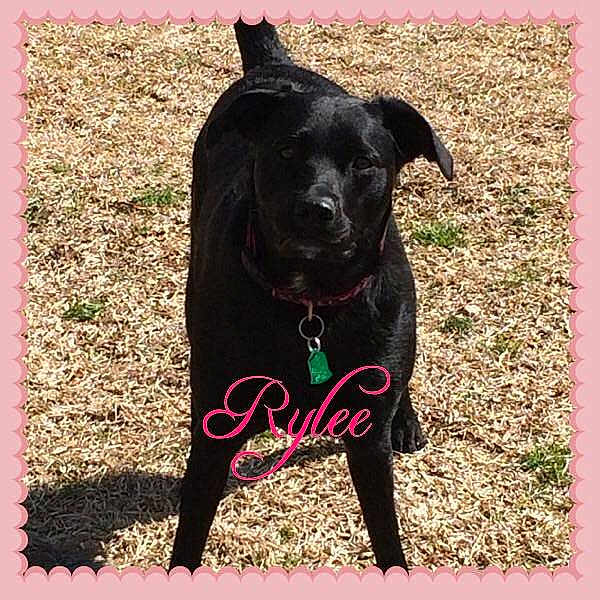 Rylee