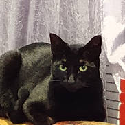 Ace is registered to the contest to win money with this photo: black_cat, cat, animal, pet, indoor, resting, green_eyes, curtain, fabric, pattern, feline, fur, whiskers, window_blinds, domestic_animal, mammal, cute, relaxed, lying_down, closeup