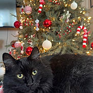 Stella joined the competition — help win amazing prizes! black_cat, cat, green_eyes, christmas_tree, christmas_ornaments, red_and_white, blanket, holiday_decor, festive, lights, indoor, cozy, furry, pet, animal, relaxed, holiday_season, tree, decoration, close_up