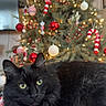 black_cat, cat, green_eyes, christmas_tree, christmas_ornaments, red_and_white, blanket, holiday_decor, festive, lights, indoor, cozy, furry, pet, animal, relaxed, holiday_season, tree, decoration, close_up