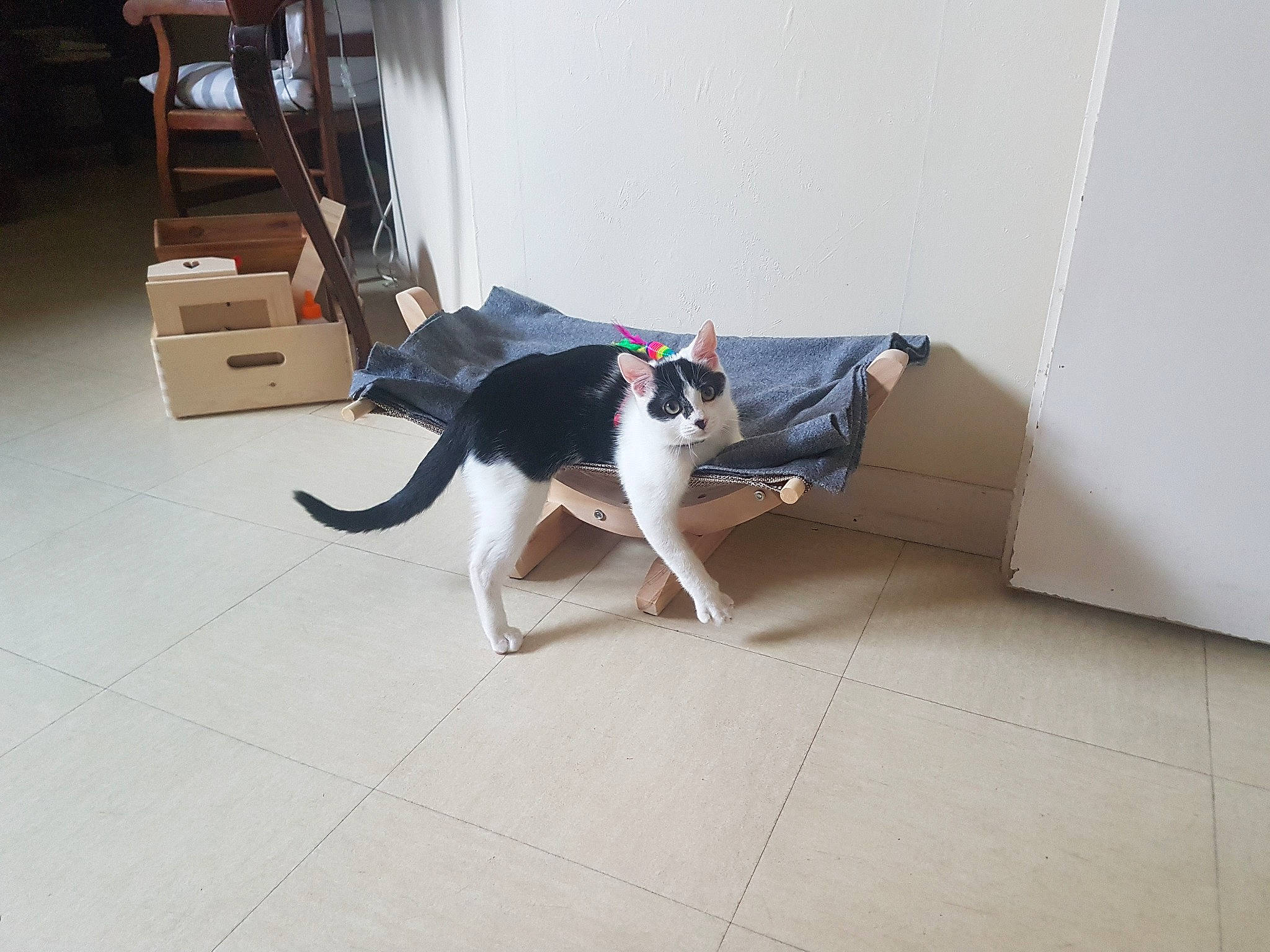 Raviole a rejoint le concours — aidez-le/la à gagner de superbes lots ! bookcase, cabinetry, carnivore, cat, chest_of_drawers, comfort, companion_dog, dog_breed, drawer, felidae, floor, flooring, hardwood, laminate_flooring, shelf, shipping_box, small_to_medium_sized_cats, tail, wood, wood_flooring