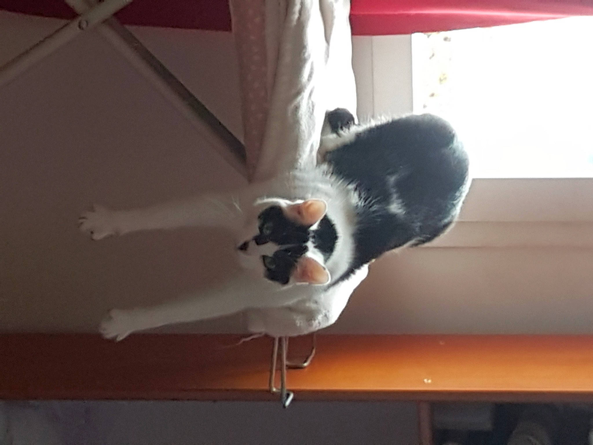 Raviole participe au concours pour gagner de l'argent avec cette photo : carmine, carnivore, comfort, companion_dog, dog_breed, fawn, felidae, flooring, foot, fur, hardwood, human_leg, small_to_medium_sized_cats, snout, tail, textile, vertebrate, whiskers, window, wood