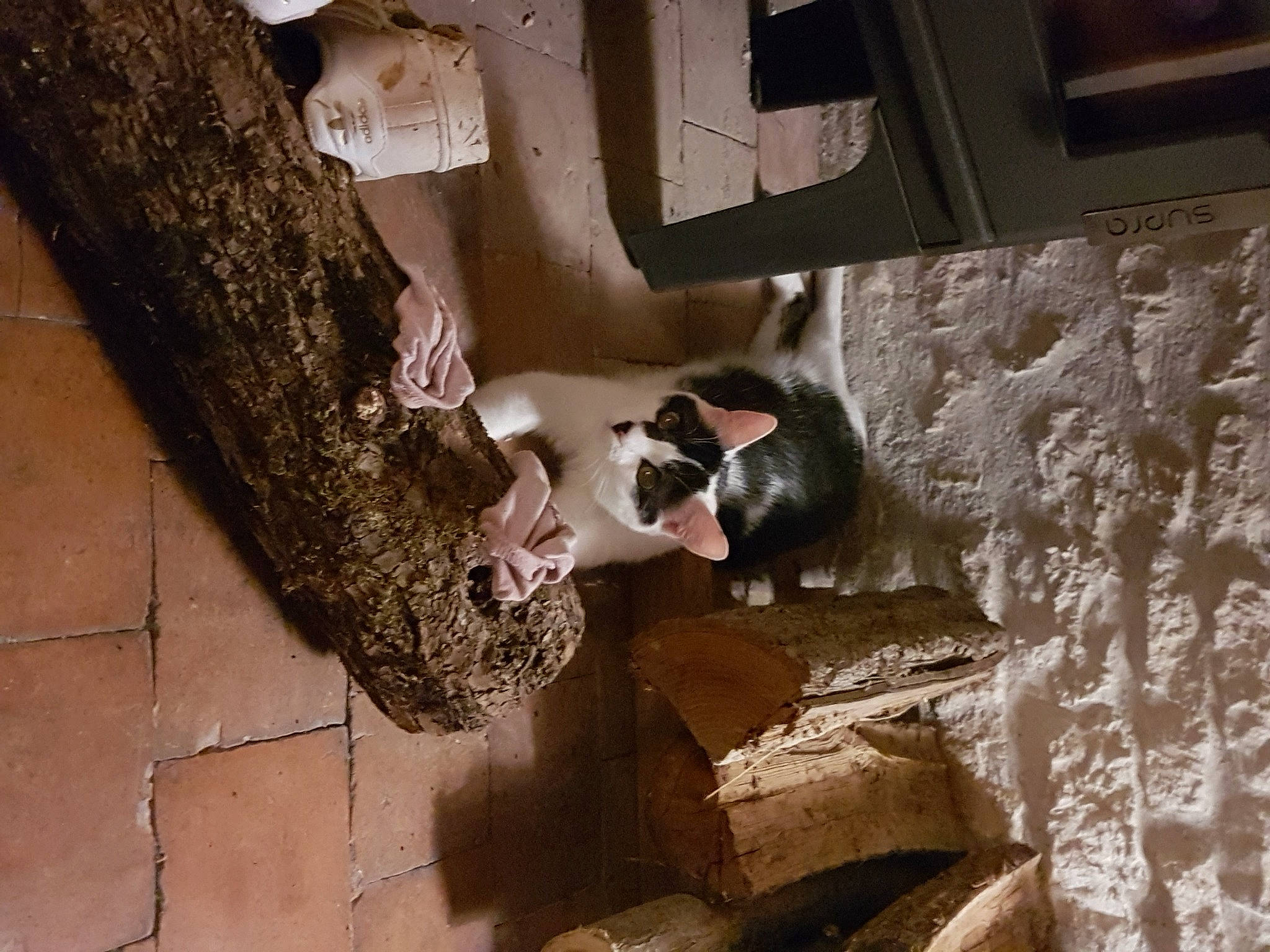 Raviole a rejoint le concours — aidez-le/la à gagner de superbes lots ! adventure, art, automotive_tire, automotive_wheel_system, building, concrete, door, felidae, flooring, house, metal, plaster, rock, snout, soil, stairs, tire, tree, wheel, wood