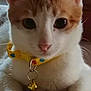 animal, bell, cat, close_up, collar, curious, cute, domestic, ears, feline, floor, indoor, orange, paws, pet, portrait, whiskers, white, yellow, young