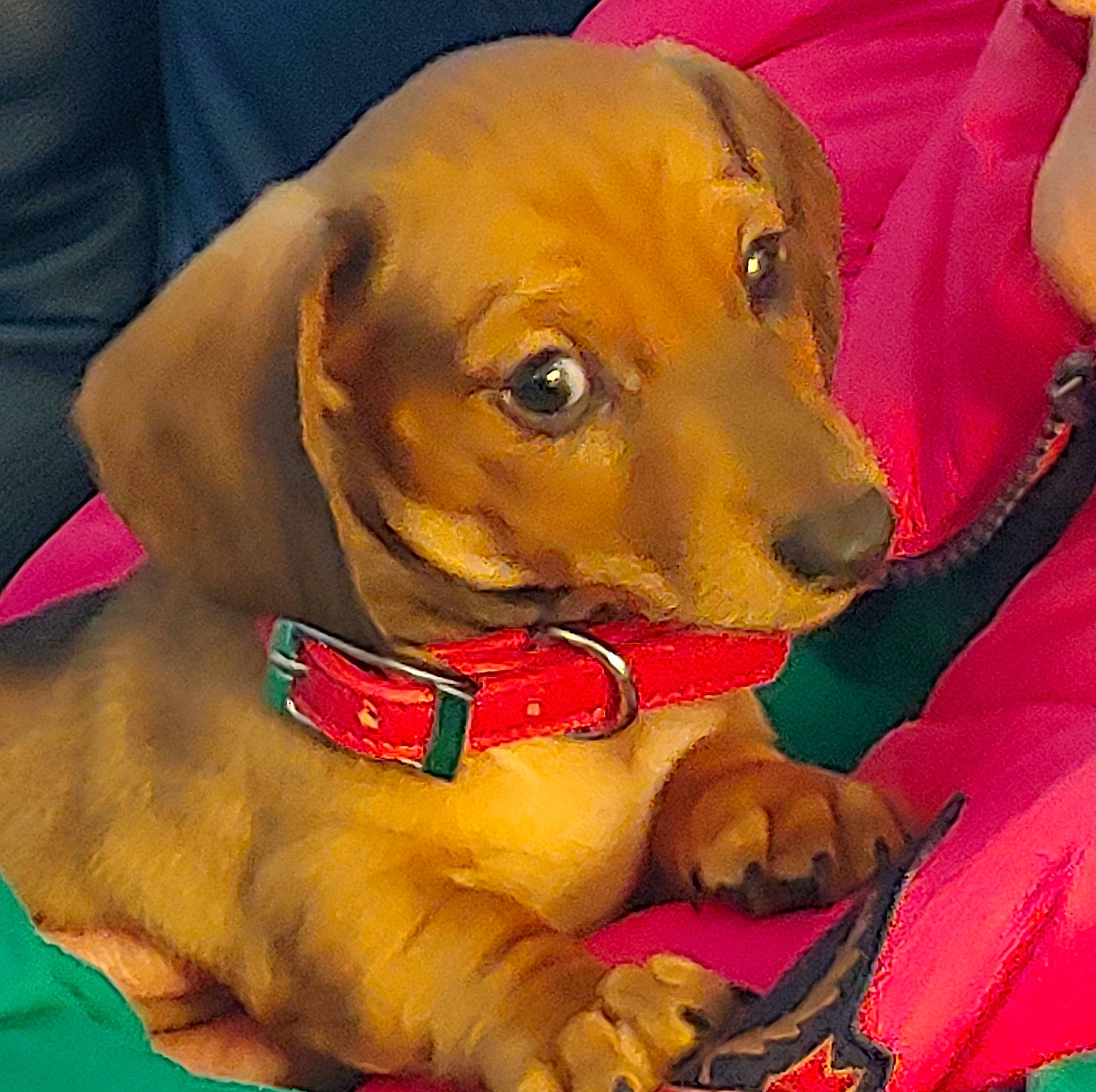 Frankie is registered to the contest to win money with this photo: canidae, carnivore, collar, companion_dog, dog, dog_breed, dog_collar, dog_supply, ear, fawn, fur, hound, lifejacket, liver, personal_protective_equipment, pet_supply, snout, sporting_group, whiskers, working_animal