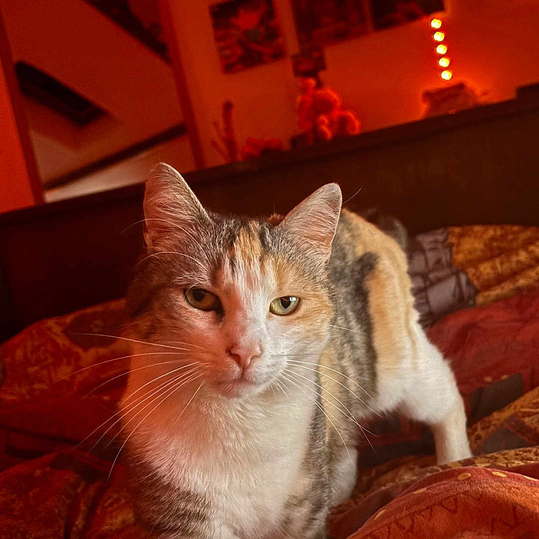 Mia a rejoint le concours — aidez-le/la à gagner de superbes lots ! abyssinian, animal, architecture, bed, bedroom, blanket, building, cat, couch, face, furniture, head, indoors, kitten, lighting, livingroom, manx, person, pet, room