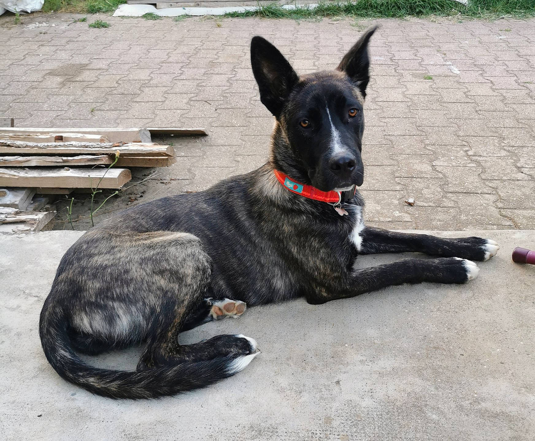 Lolie a rejoint le concours — aidez-le/la à gagner de superbes lots ! canidae, carnivore, collar, companion_dog, dog, dog_breed, dog_collar, dog_supply, foot, guard_dog, non_sporting_group, pet_supply, road_surface, snout, sporting_group, tail, terrestrial_animal, whiskers, working_animal, working_dog