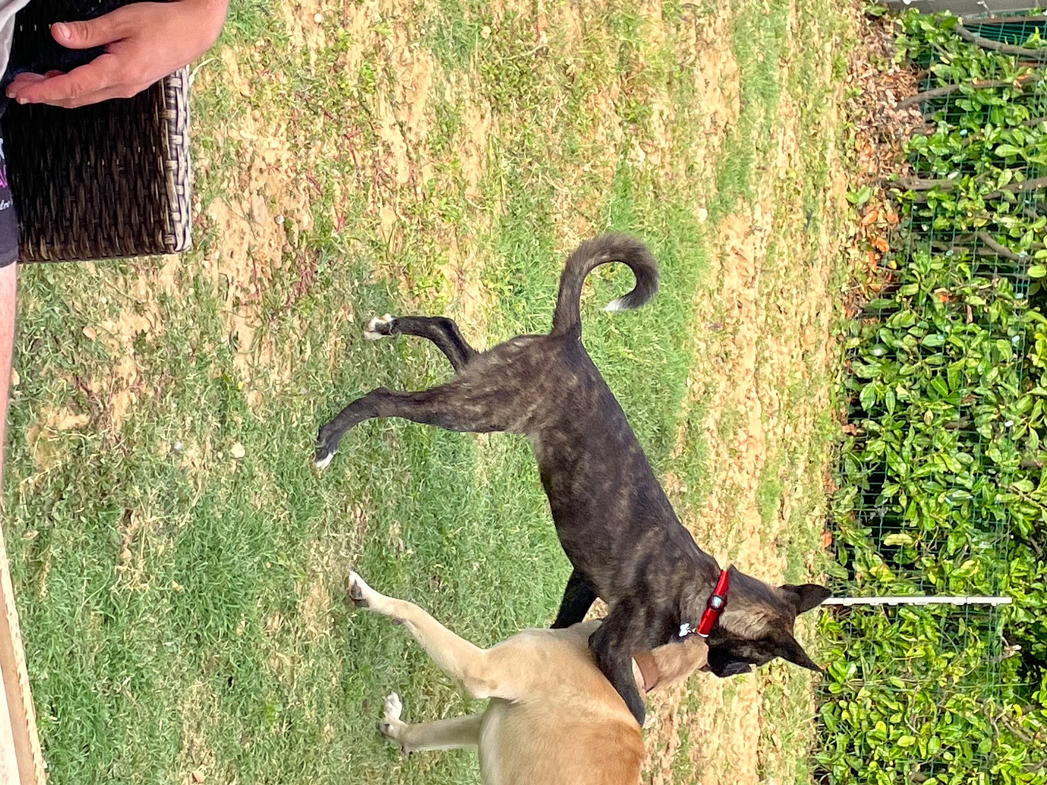 Lolie participe au concours pour gagner de l'argent avec cette photo : carnivore, collar, dog, dog_breed, dog_collar, fawn, grass, grass_family, grassland, green, lawn, leash, pet_supply, plant, snout, sporting_group, tail, tree, vertebrate, working_animal