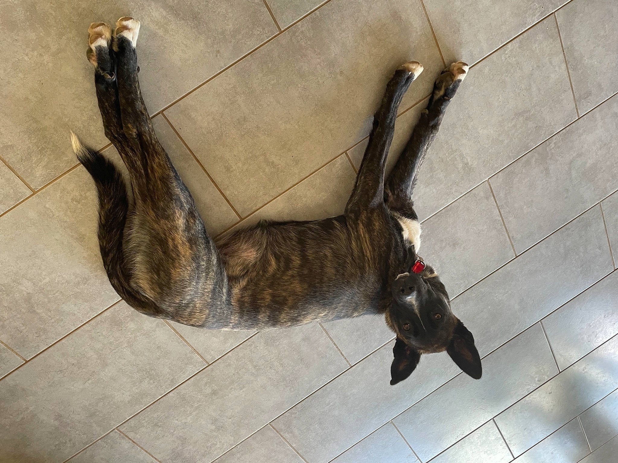 Lolie a rejoint le concours — aidez-le/la à gagner de superbes lots ! carnivore, cat, claw, dog_breed, domestic_short_haired_cat, fawn, felidae, flooring, foot, fur, grey, human_leg, paw, small_to_medium_sized_cats, snout, sporting_group, tail, terrestrial_animal, whiskers, wing