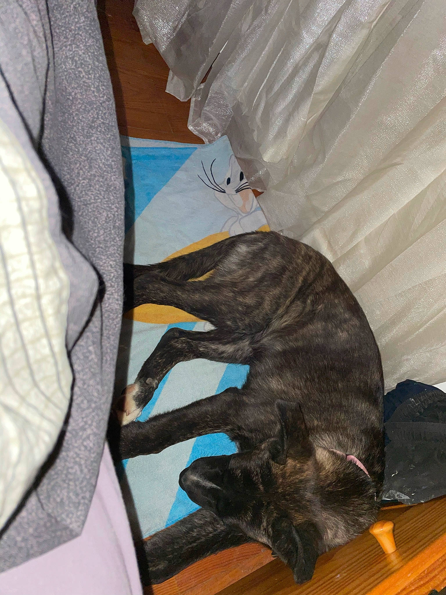 Lolie participe au concours pour gagner de l'argent avec cette photo : black_cat, canidae, carnivore, comfort, companion_dog, dog, dog_breed, electric_blue, fawn, felidae, grey, linens, liver, mammal, small_to_medium_sized_cats, sporting_group, tail, tints_and_shades, whiskers, wood