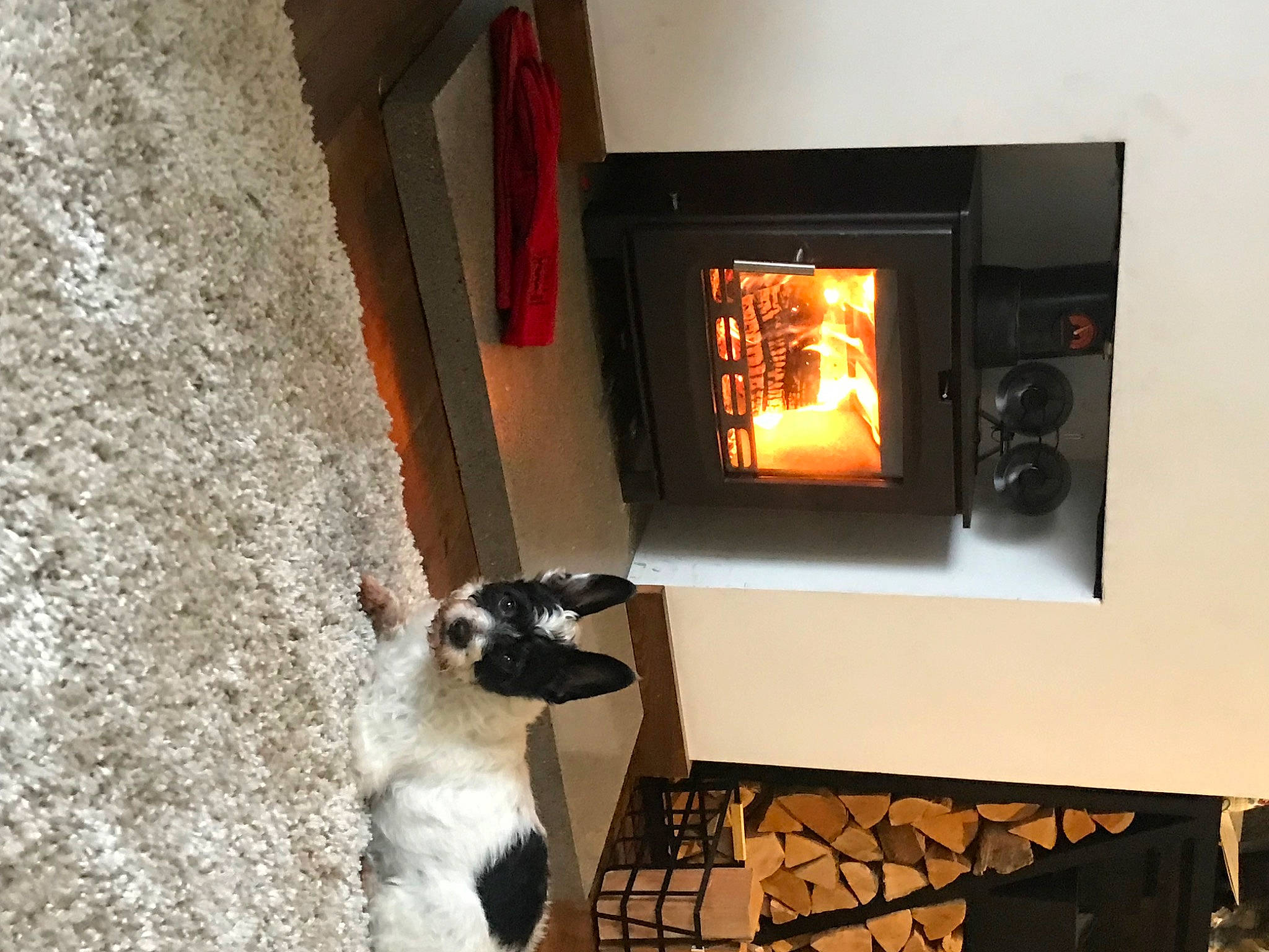 Queso is registered to the contest to win money with this photo: building, companion_dog, dog, dog_breed, door, fawn, flooring, gas, hardwood, hearth, heat, home_door, house, living_room, television, television_set, tints_and_shades, window, wood, wood_burning_stove