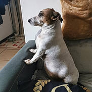 Chipie a rejoint le concours — aidez-le/la à gagner de superbes lots ! animal, back, blanket, bodypart, canine, chair, chihuahua, couch, cushion, dog, furniture, homedecor, hound, labradorretriever, linen, person, pet, pillow, pointer, puppy