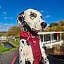 Luna joined the competition — help win amazing prizes! animal, blue_sky, bridge, canine, dalmatian, daylight, dog, ears, fur, greenery, harness, leash, nature, outdoor, park, pet, portrait, sky, spot, walking