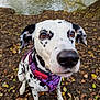 animal, autumn, brown_eyes, canine, close_up, dalmatian, dog, ears, forest_floor, ground, leaves, nature, outdoor, pet, playful, purple_harness, snout, spotty, trees, water