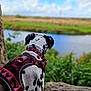 Luna joined the competition — help win amazing prizes! animal, back_view, canine, clouds, dalmatian, daytime, dog, fur, greenery, harness, landscape, nature, outdoor, pet, river, rock, scenery, sky, spot, water