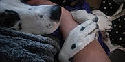 Luna is registered to the contest to win money with this photo: arm, blanket, closeup, comfort, companion, cozy, dark, dog, fur, home, indoor, paw, person, pet, pillow, polka_dot, relaxation, resting, snuggling, spotted