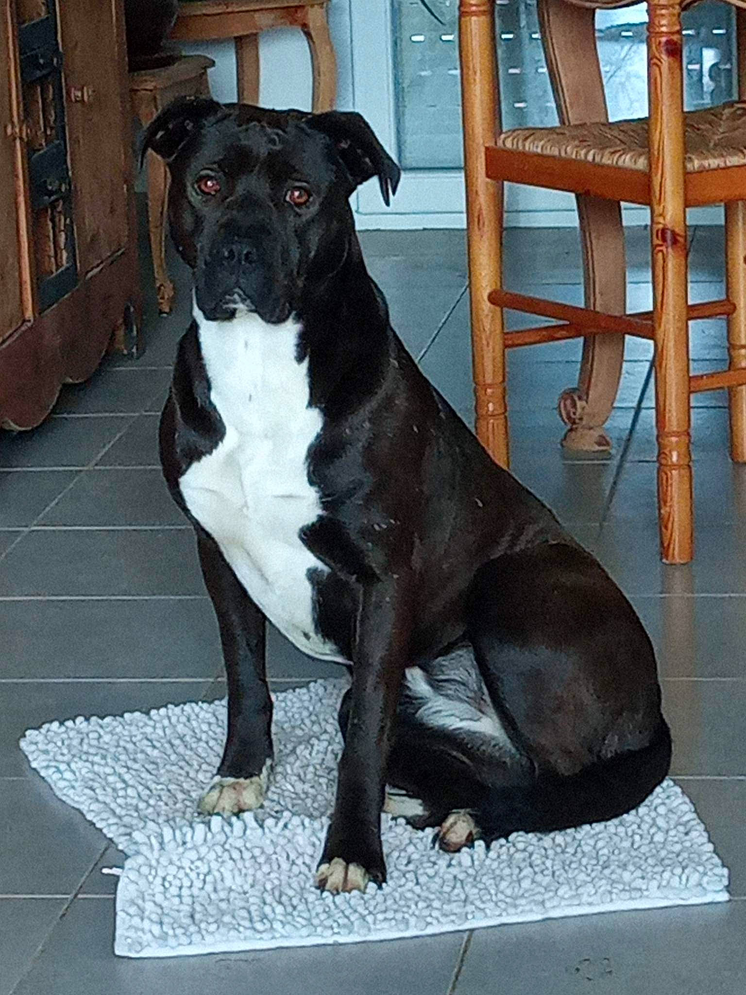 Kayla a rejoint le concours — aidez-le/la à gagner de superbes lots ! ancient_dog_breeds, canidae, carnivore, chair, collar, companion_dog, dog, dog_breed, dog_collar, fawn, fur, guard_dog, molosser, snout, sporting_group, tail, terrestrial_animal, whiskers, working_animal, working_dog