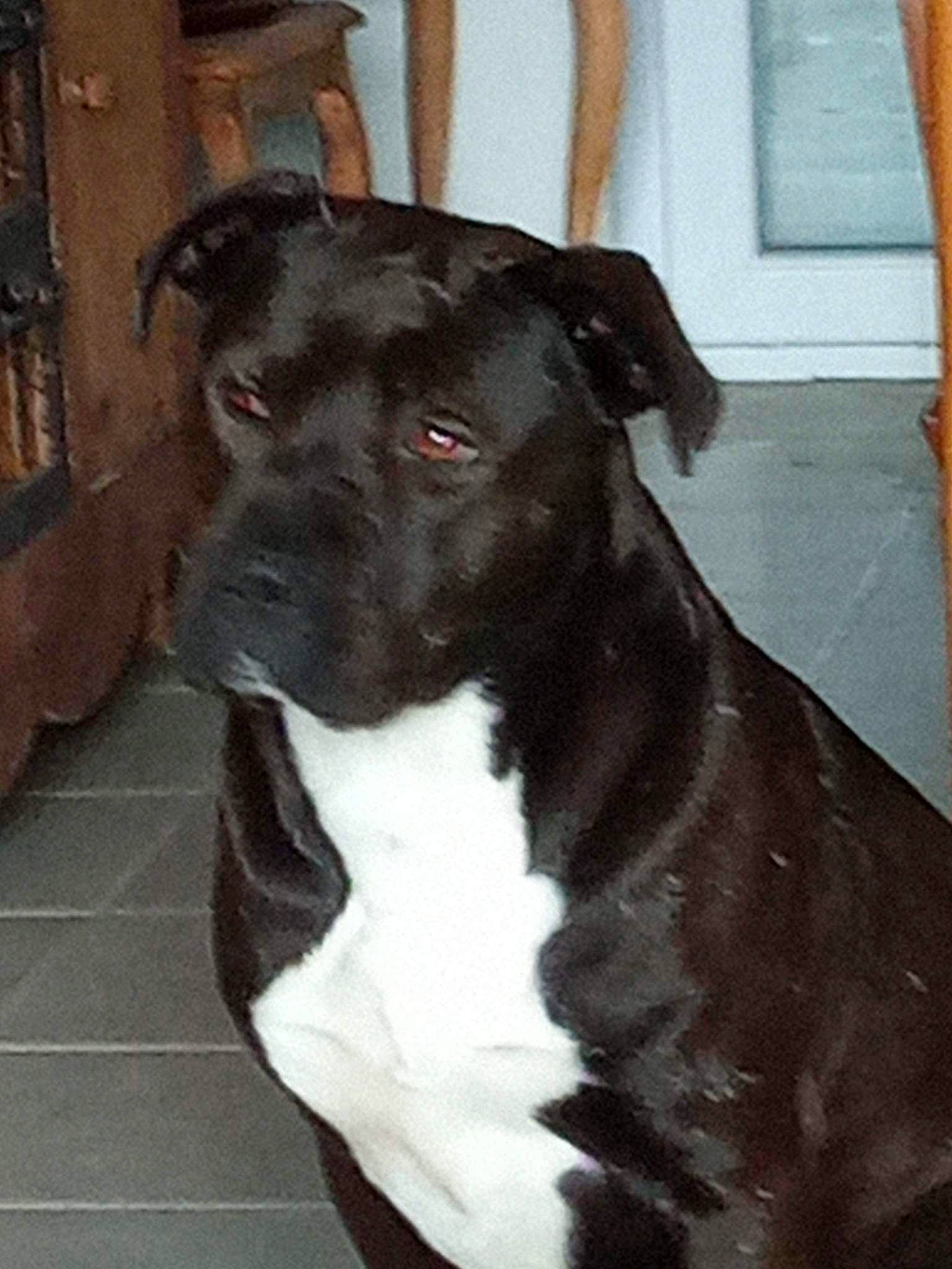 Kayla participe au concours pour gagner de l'argent avec cette photo : borador, carnivore, collar, companion_dog, dog, dog_breed, dog_collar, fawn, fur, guard_dog, non_sporting_group, pet_supply, snout, sporting_group, tail, terrestrial_animal, whiskers, window, working_animal, working_dog